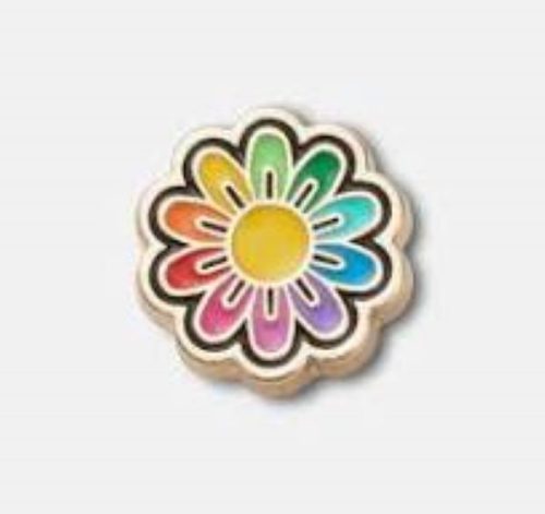 Festival Gold Rainbow Daisy