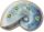 Light Swirl Shell